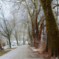Февральская аллея :: Юрий. Шмаков