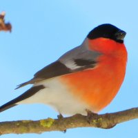 Присел на веточку :: Андрей Снегерёв
