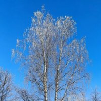 Февральская лазурь. :: Ольга 