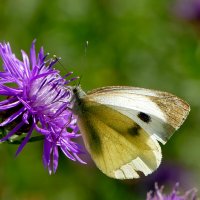 опять про бабочек...461 :: Александр Прокудин