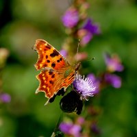 опять про бабочек...464 :: Александр Прокудин