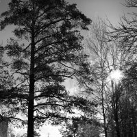 Ранней весной :: Наталья 