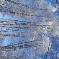 Изморозь :: Сапсан 