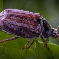 Хрущ майский западный :: Aleksey Afonin
