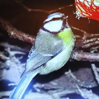 Лазоревка рада :: Людмила Смородинская