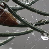 Капли дождя на иголках елочки :: Мариша 