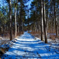 Ростов-на-Дону. Дорога Соснового бора ясным февральским днём. :: Пётр Чернега