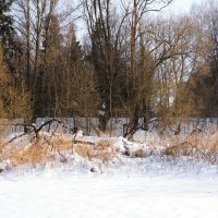 Природа в ожидании весны. :: Милешкин Владимир Алексеевич 