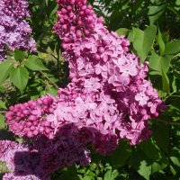 июнь :: Елена Шаламова