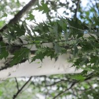 берёза :: Елена Шаламова