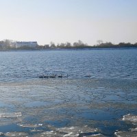 Лебеди на канале, Балтийск :: Рита Симонова