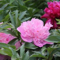 ПИОН - КОРОЛЬ ИЮНЬСКОГО САДА :: Валентина 