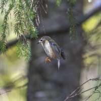 желтоголовый королек. :: юрий макаров