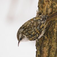 Пищуха :: Лина 