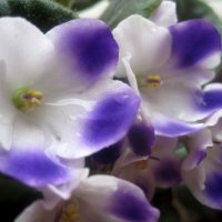 Весенняя радость :: Елена Семигина