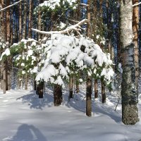 шапка из существ :: Владимир 