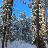 зверьки снег  голубое небо :: Владимир 