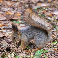 белка :: Юрий Шувалов