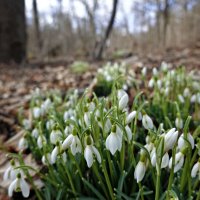 "Запахло весной!"...... :: Галина "Запахло весной!"...... :: Галина