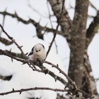 Ополовник :: Мария К.