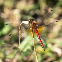 Биовертолет) :: Николай Зиновьев