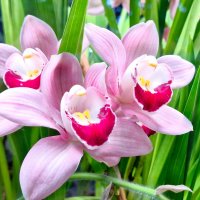 Орхидеи :: Наталья 