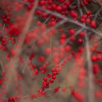 *** :: Яна Горбунова