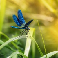 Calopteryx virgo :: Игорь Сарапулов