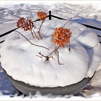 Цветы февраля :-) :: Лия ☼