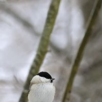 буроголовая гаичка (пухляк) :: Валерий Черняк