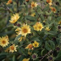 Осенние цветы. :: Лилия *