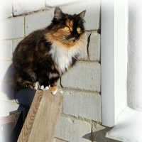 Трёхцветная кошечка :: Елена Сухорученкова