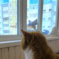 Вышла на охоту... :: Андрей К Вышла на охоту... :: Андрей К