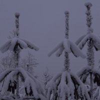 Нарядились и пошли... :: liudmila drake