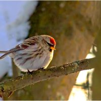 Чечётка обыкновенная :: Валентин Котляров