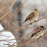 Дрожат воробышки. :: Татьяна Помогалова