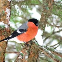 Картинка зимнего леса со снегирём. :: Милешкин Владимир Алексеевич 