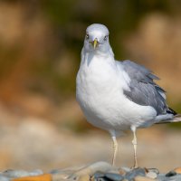 На морском берегу. Чайка. Фотосессия :: Владимир Лазарев