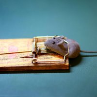 Мышь :: Андрей Л. В.