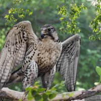 Ястреб :: SanSan 