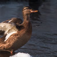 * :: Владимир Безбородов * :: Владимир Безбородов