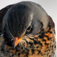 очень серьёзный :: леонид логинов