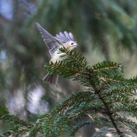 желтоголовый королек. :: юрий макаров