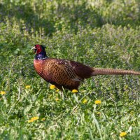 Фазан. :: Александр. AVG100 ---