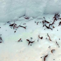 после боя :: Валентина Береснева