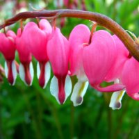 Разбитое сердце. :: nadyasilyuk Вознюк