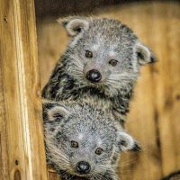 малыши бинтуронги :: Аркадий Лаптенко