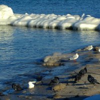 Пернатые хозяева берега моря :: Сергей Карачин