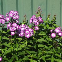 Флоксы :: Freddy 97