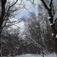 Зимний парк :: Freddy 97